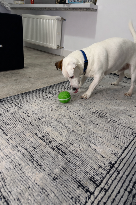 Interaktywna piłka dla psa