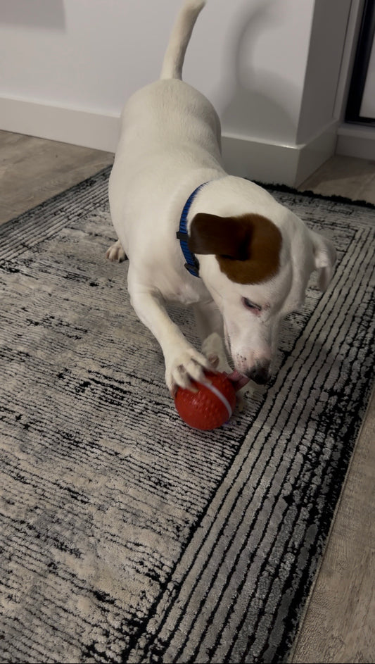 Interaktywna piłka dla psa